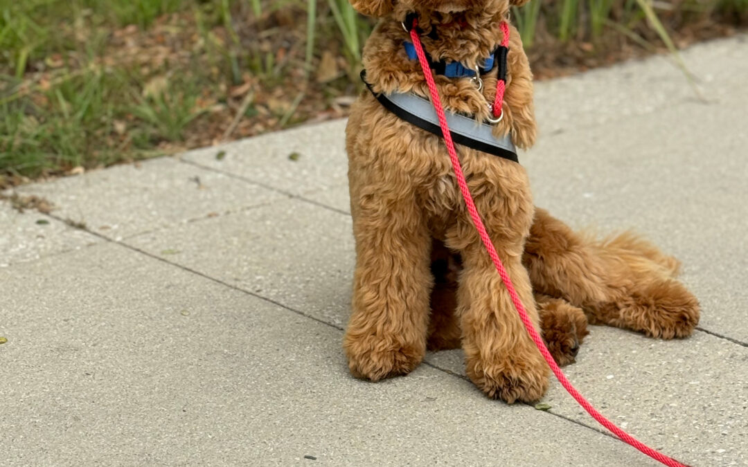 Jacob-TRAINED AND READY TO GO!