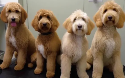 Top Tips for Tangle-Free Doodles: Grooming Your Curly Canine!