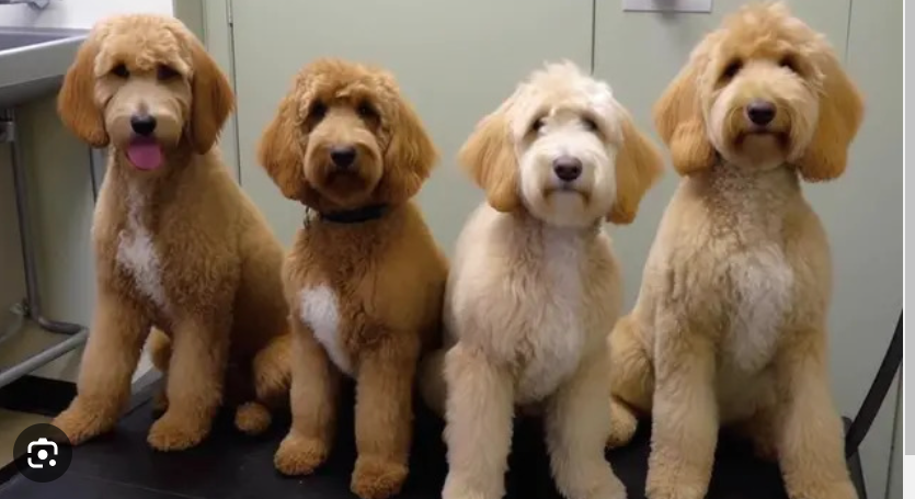 Top Tips for Tangle-Free Doodles: Grooming Your Curly Canine!