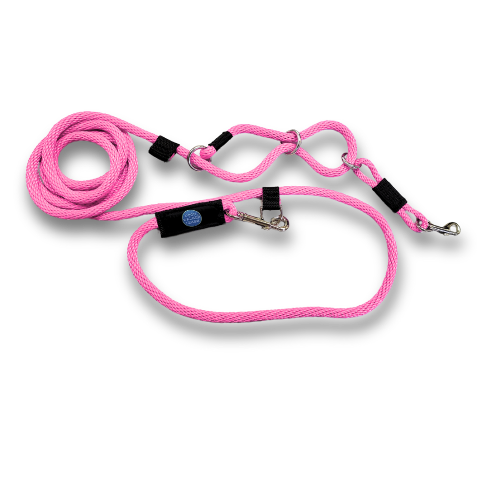 Alys Puppy Bootcamp Dog Training Dog Behavior Classes Puppy alys-puppy-bootcamp-dog-training-dog-behavior-classes-puppy