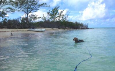 The Best Dog Leash for Beach Days: Good Walker Beach & Lake