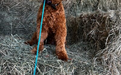 Hands-Free Leashes for Every Dog: Keep Control and Enjoy the Walk