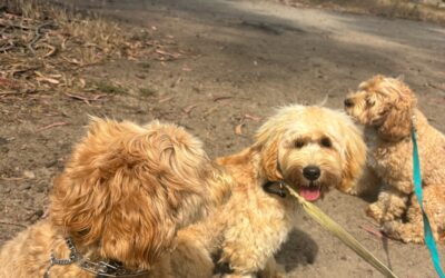 Why the Good Walker Leash Enhances Your Dog Walks