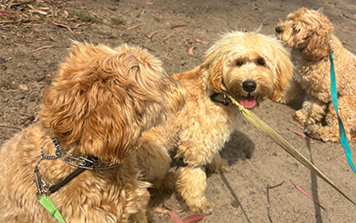 Why the Good Walker Leash Enhances Your Dog Walks