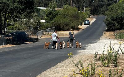 Ways to Use Your Good Walker Leash for Different Training Situations