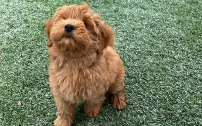 Get Started Anywhere: How to Begin Dog Training from Home