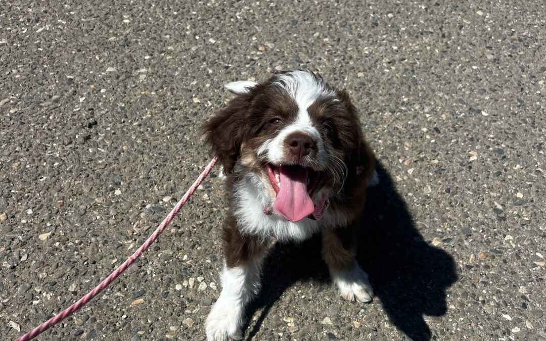 Find Perfect Techniques to Train Your Perfect Companion for a Calming Walk