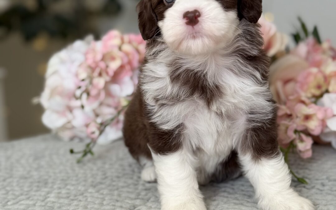 Baby