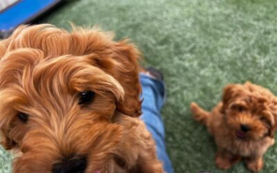 The Advantages of Buying a Trained Dog vs. Training from Scratch