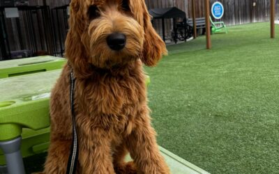 How Proper Leash Skills Reduce Anxiety in Nervous Dogs