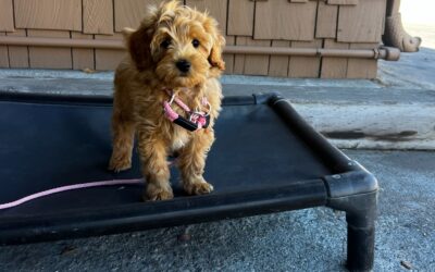 The Top 5 Mistakes Dog Owners Make with Leash Training and How to Avoid Them