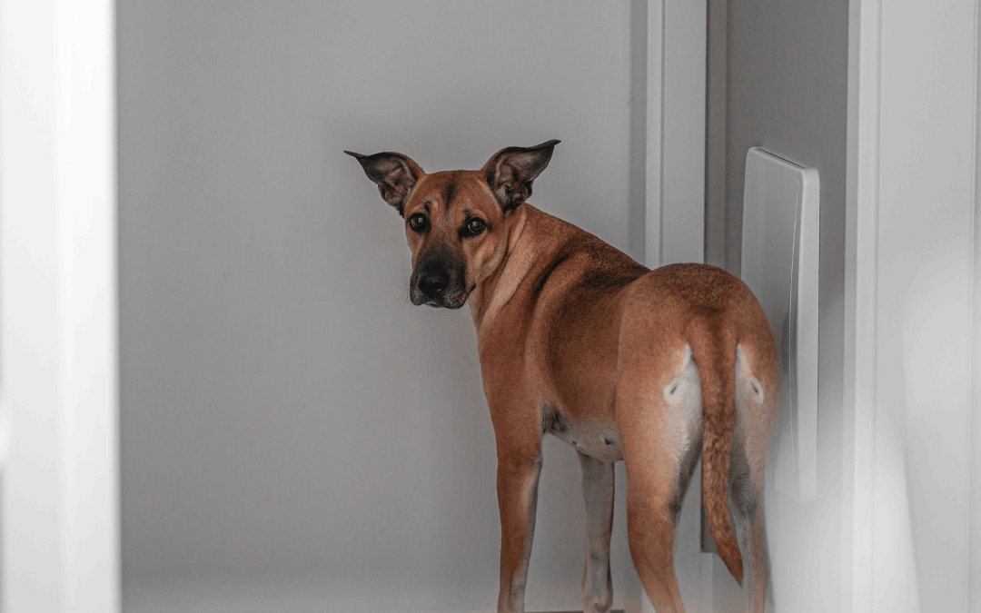 Halloween and Doorbell Drama: Can Your Pup Handle the Doorbell Test?